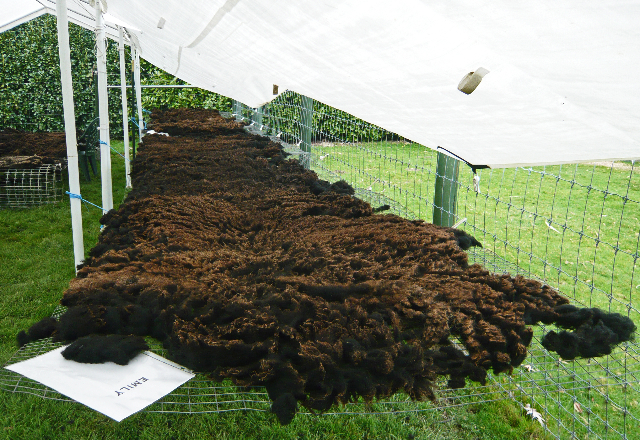 black-welsh-mountain-sheep
